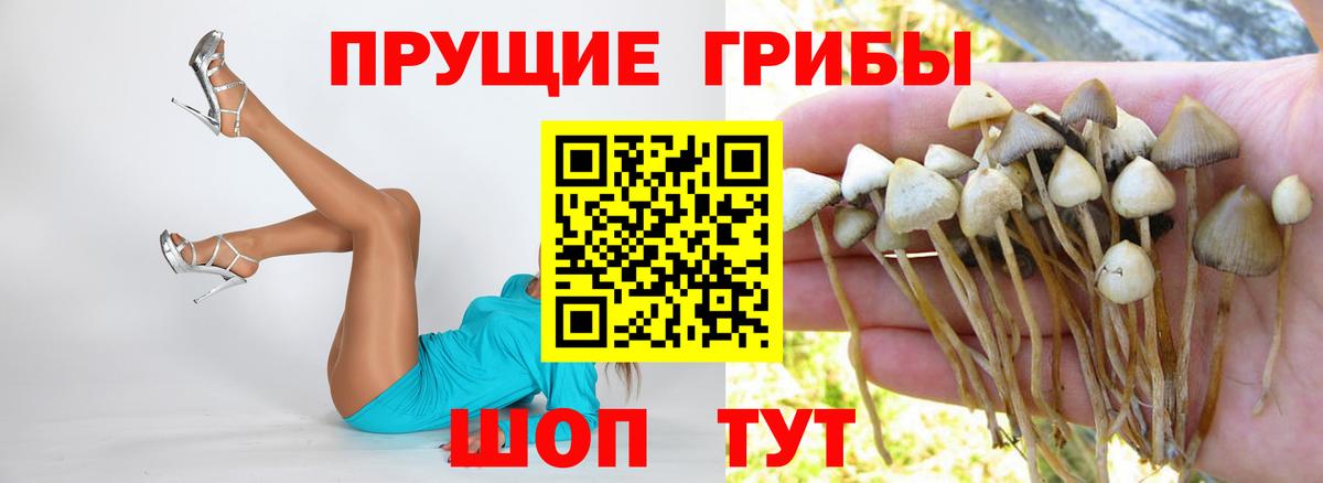 сколько стоит  Псилоцибиновые грибы MAGIC MUSHROOMS  Вход с VPN  Галлюциногенные грибы прущие грибы  Гудермес 